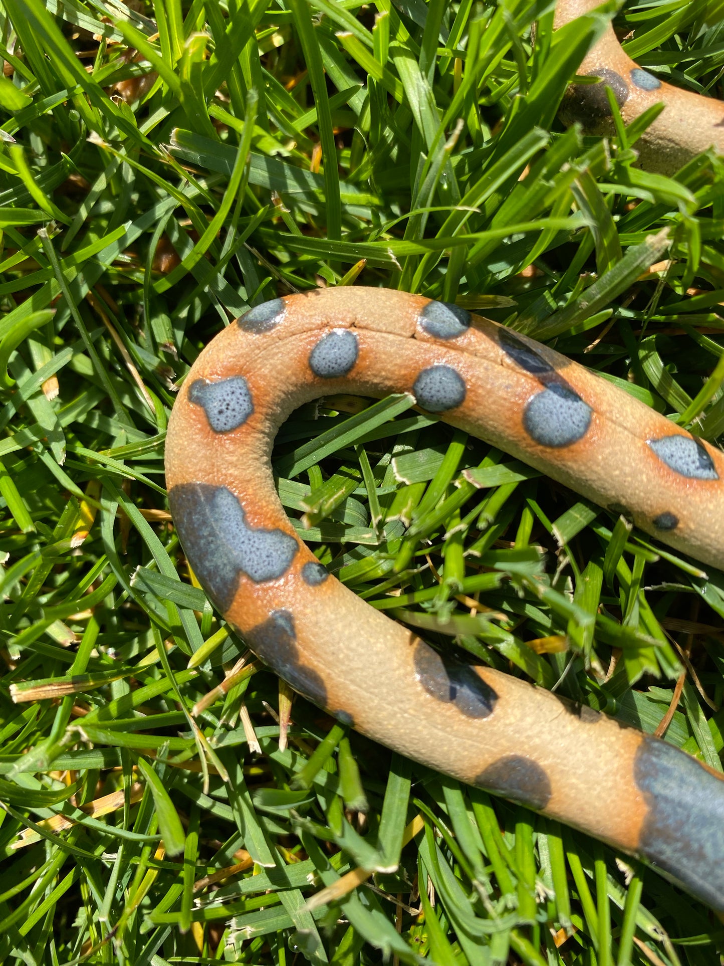 Snake